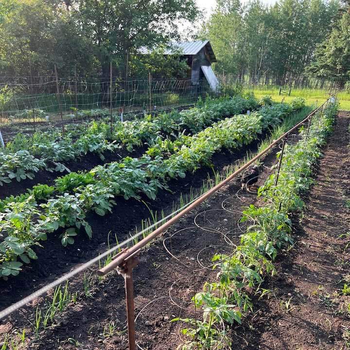 Mature and High Yield Garden
